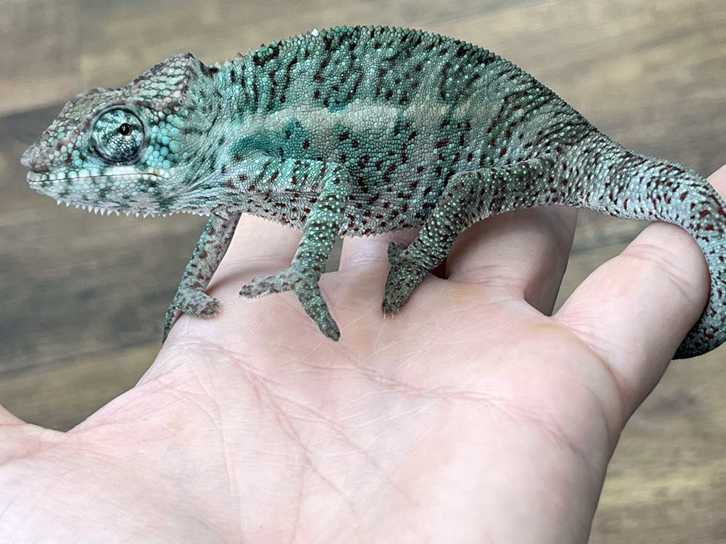 chameleoncamp.unas.hu