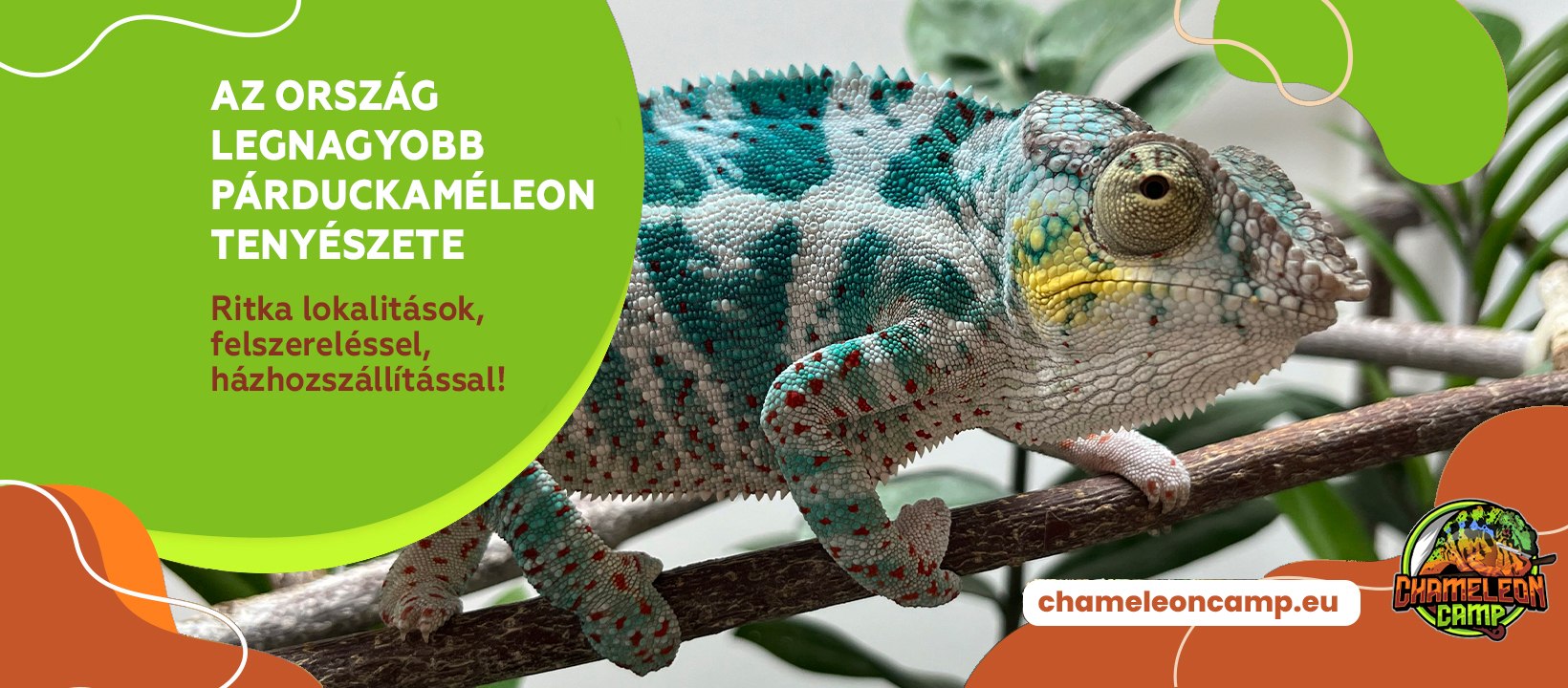 https://chameleoncamp.eu/Elado-kameleonok