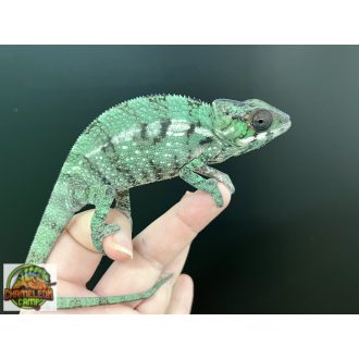 Nosy Mitsio színváltozat - hím - I6