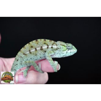 Furcifer viridis - nőstény - I19-N4