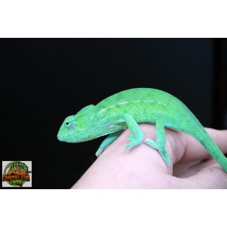 Furcifer viridis - nőstény - I19-N3