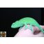 Furcifer viridis - nőstény - I19-N3