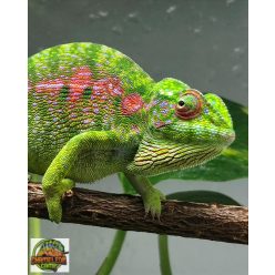 Furcifer viridis - nőstény - HAMAROSAN