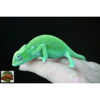 Furcifer viridis - nőstény - I19-N1