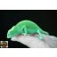 Furcifer viridis - nőstény - I19-N1