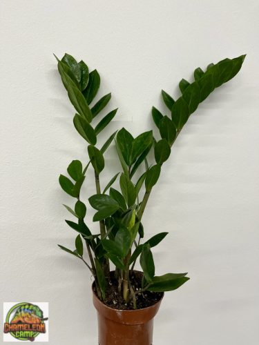 Zamioculcas Zamiifolia 45 cm