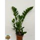 Zamioculcas Zamiifolia 45 cm