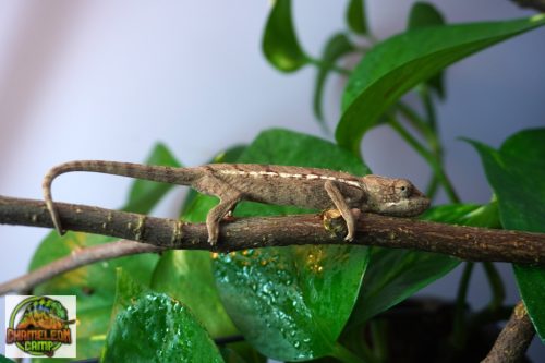 A8/2 - Furcifer Verrucosus - nőstény