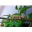 A8/2 - Furcifer Verrucosus - nőstény