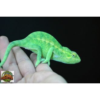 Furcifer viridis - nőstény - I21-N1