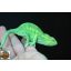 Furcifer viridis - nőstény - I21-N1