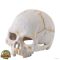 Hagen Exo Terra Primate Skull - koponya formájú búvóhely terráriumokba