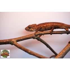 A7/2 - Furcifer Verrucosus - hím