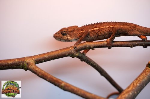 A7/2 - Furcifer Verrucosus - hím