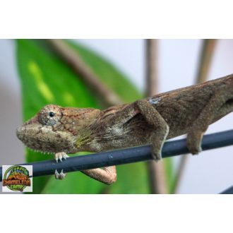 A8/1 - Furcifer Verrucosus - nőstény