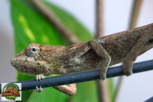 A8/1 - Furcifer Verrucosus - nőstény