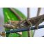 A8/1 - Furcifer Verrucosus - nőstény