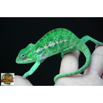 Furcifer viridis - hím - I21-H1