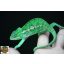 Furcifer viridis - hím - I21-H1