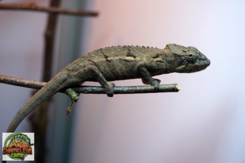 A7/3 - Furcifer Verrucosus - hím