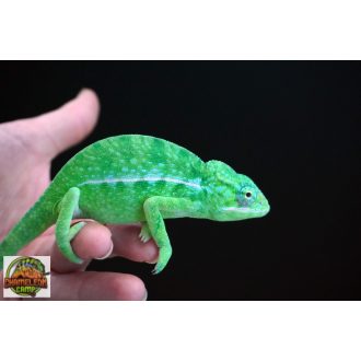 Furcifer viridis - hím - I21-H2