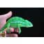 Furcifer viridis - hím - I21-H2