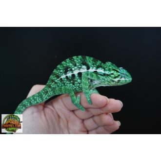 Furcifer viridis - hím - I19-H1