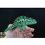 Furcifer viridis - hím - I19-H1