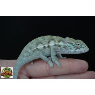 Furcifer viridis - nőstény - I19-N2