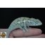Furcifer viridis - nőstény - I19-N2