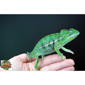 Furcifer viridis - hím - I10-H1