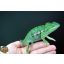 Furcifer viridis - hím - I10-H1