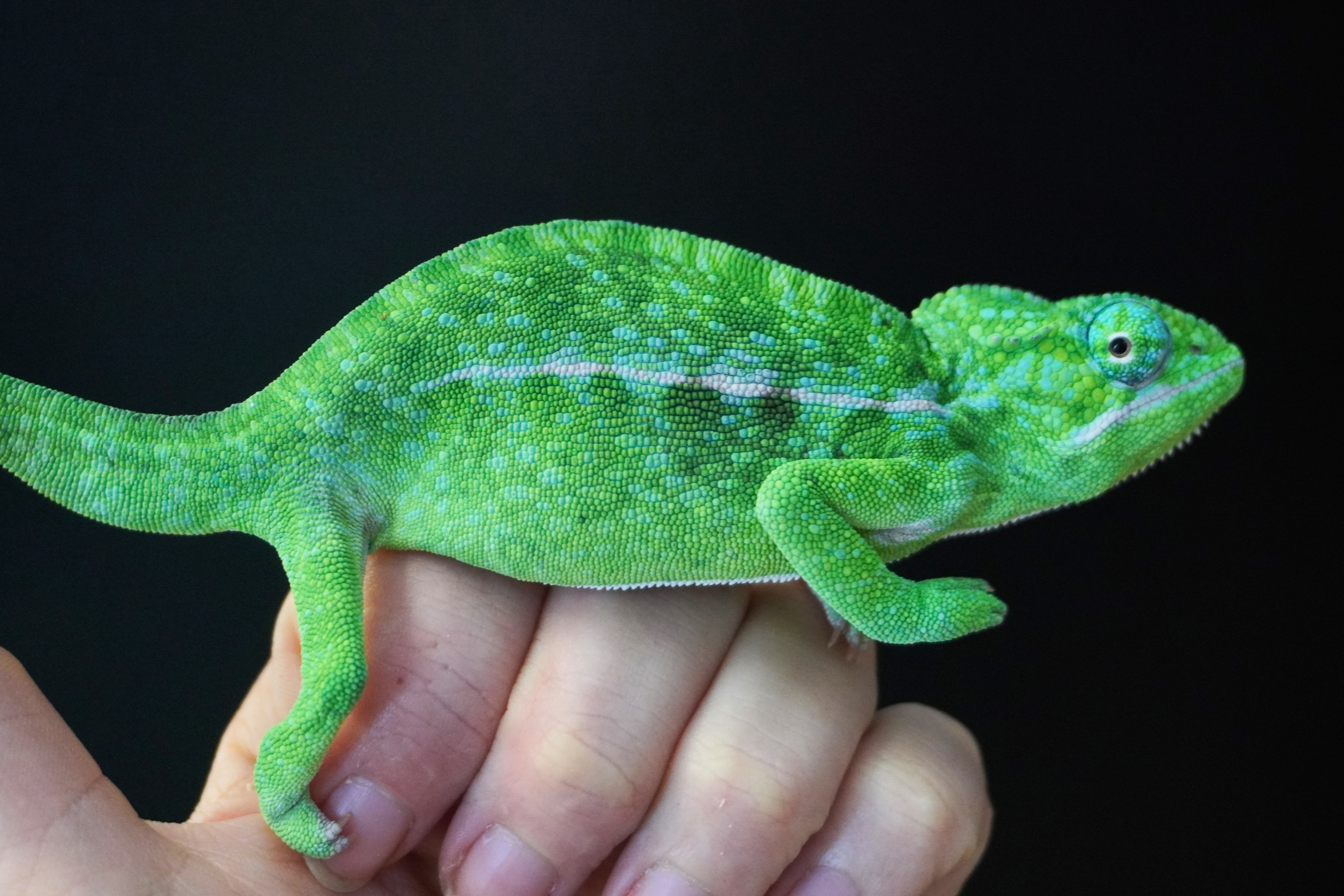 Furcifer viridis hím K16 - ÚJ!