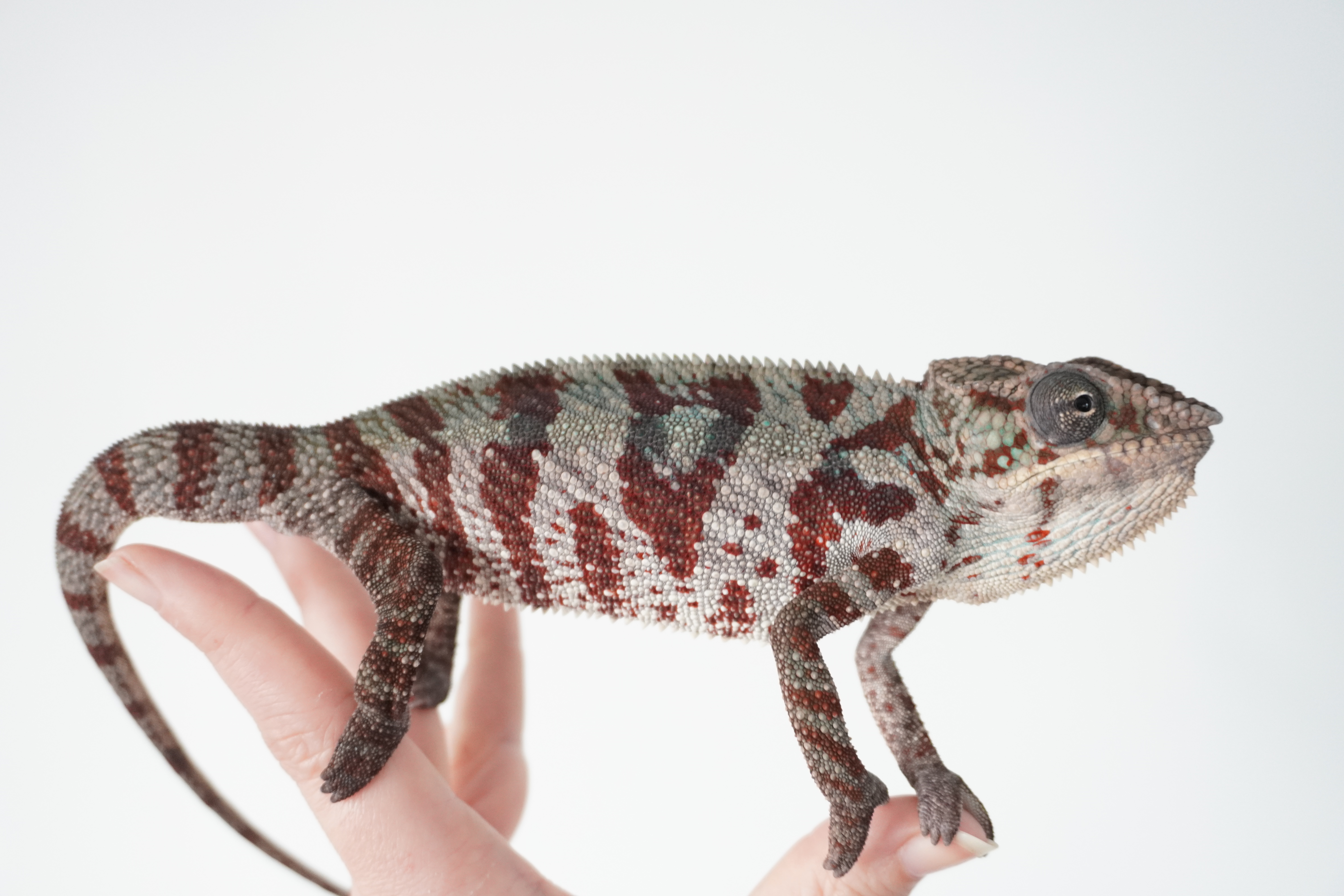 Cap Est - A25 - ÚJ!