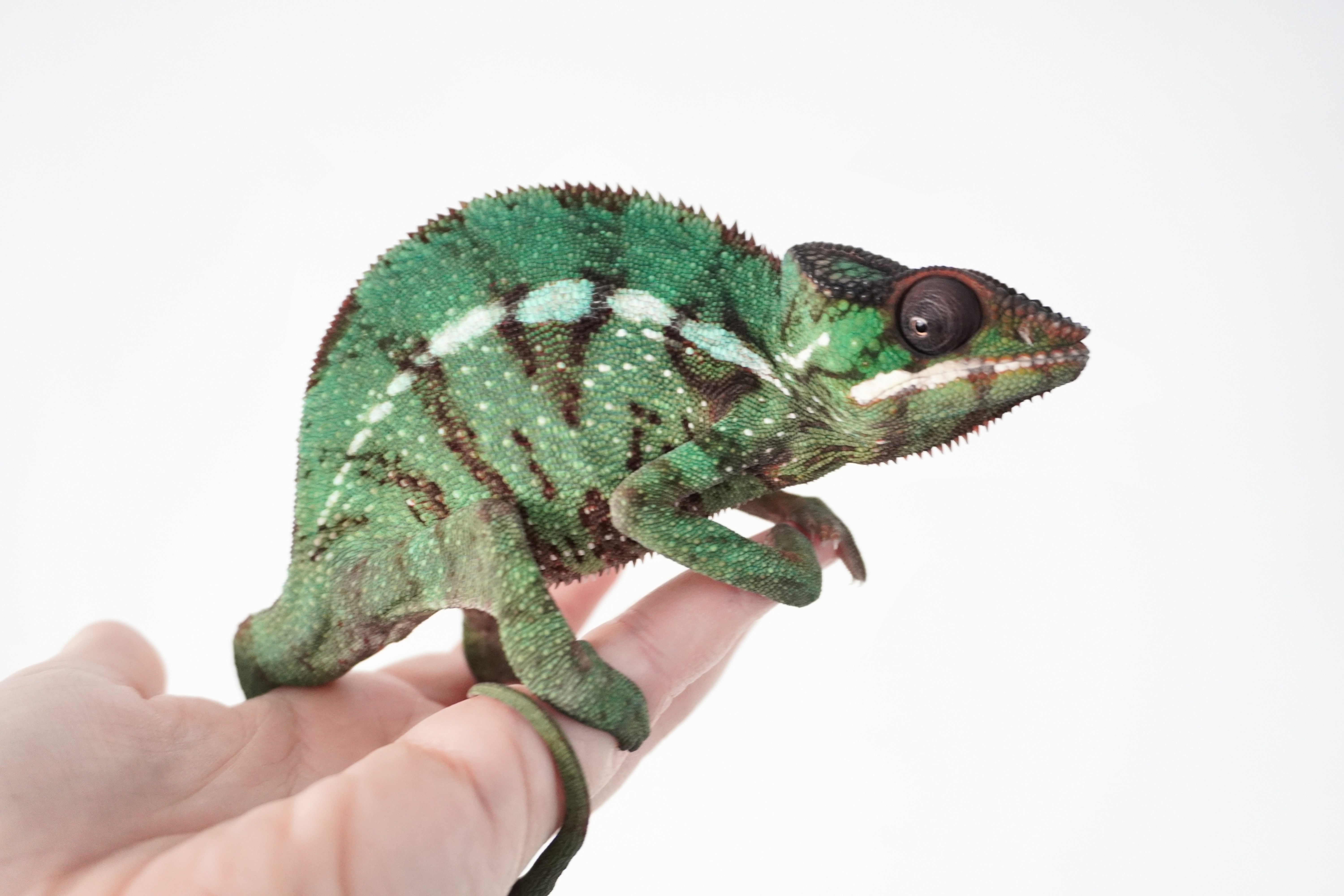 Nosy Mitsio - A27 - ÚJ!