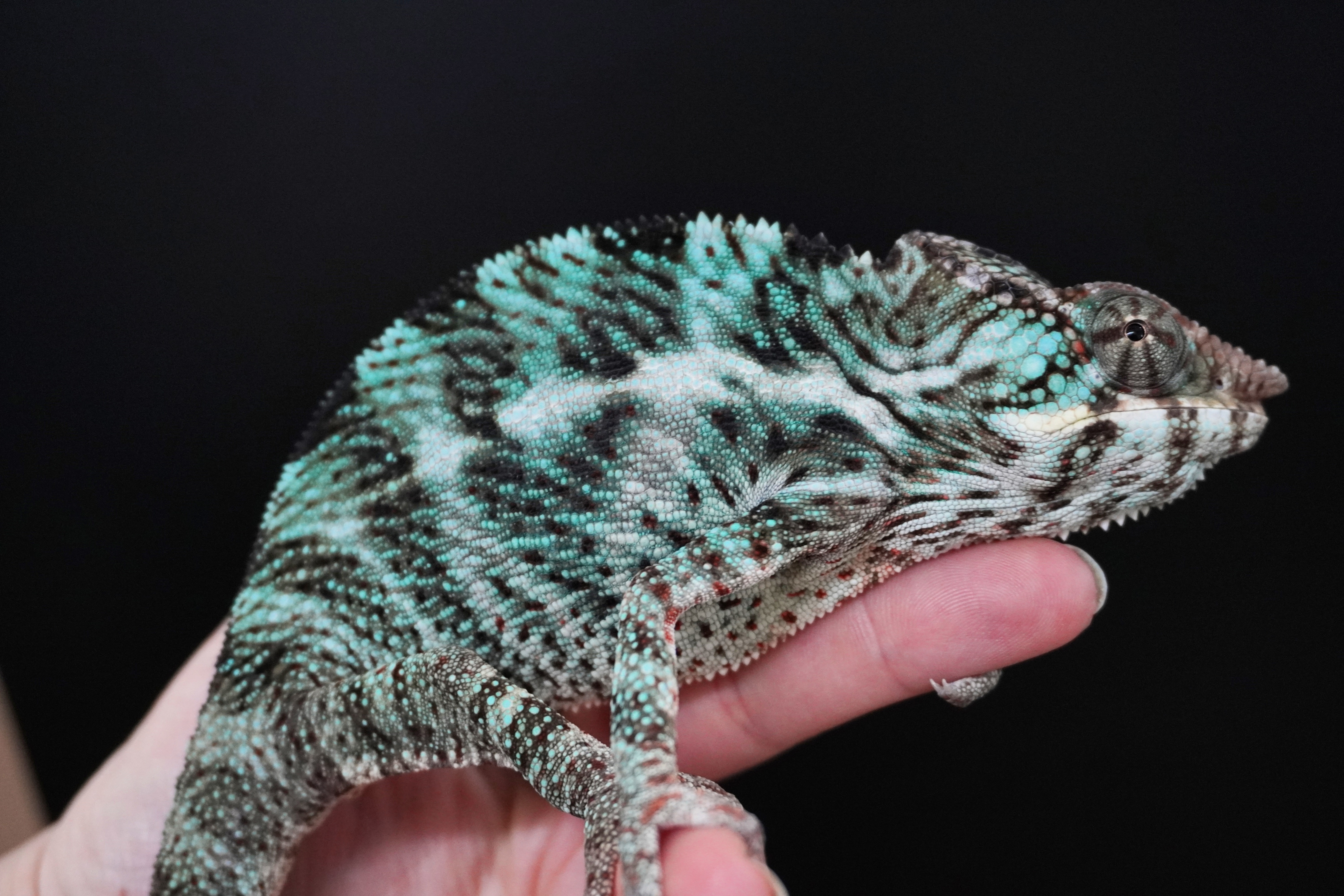 Nosy Faly - A3 - ÚJ!