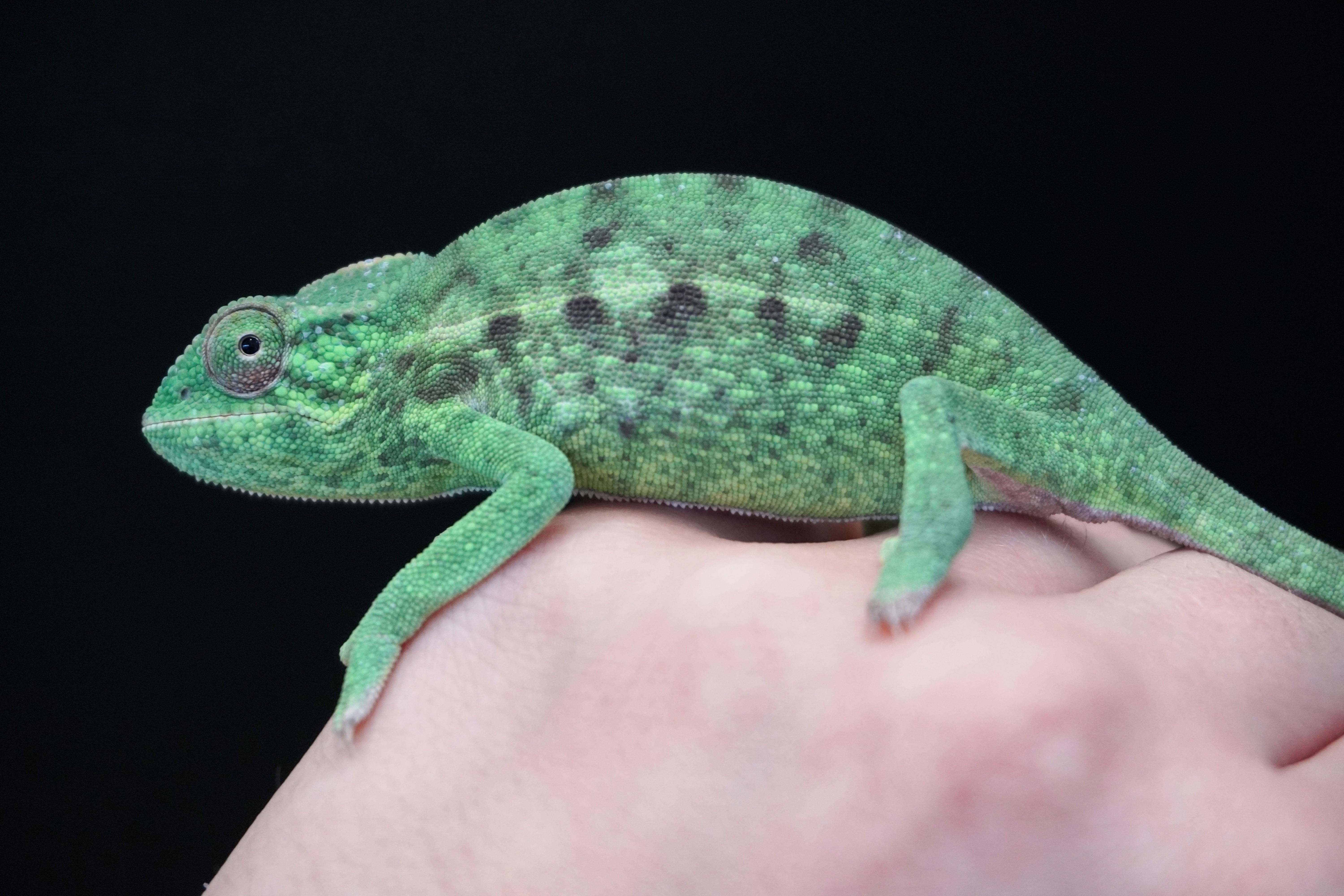 Furcifer viridis nőstény K1 - ÚJ!