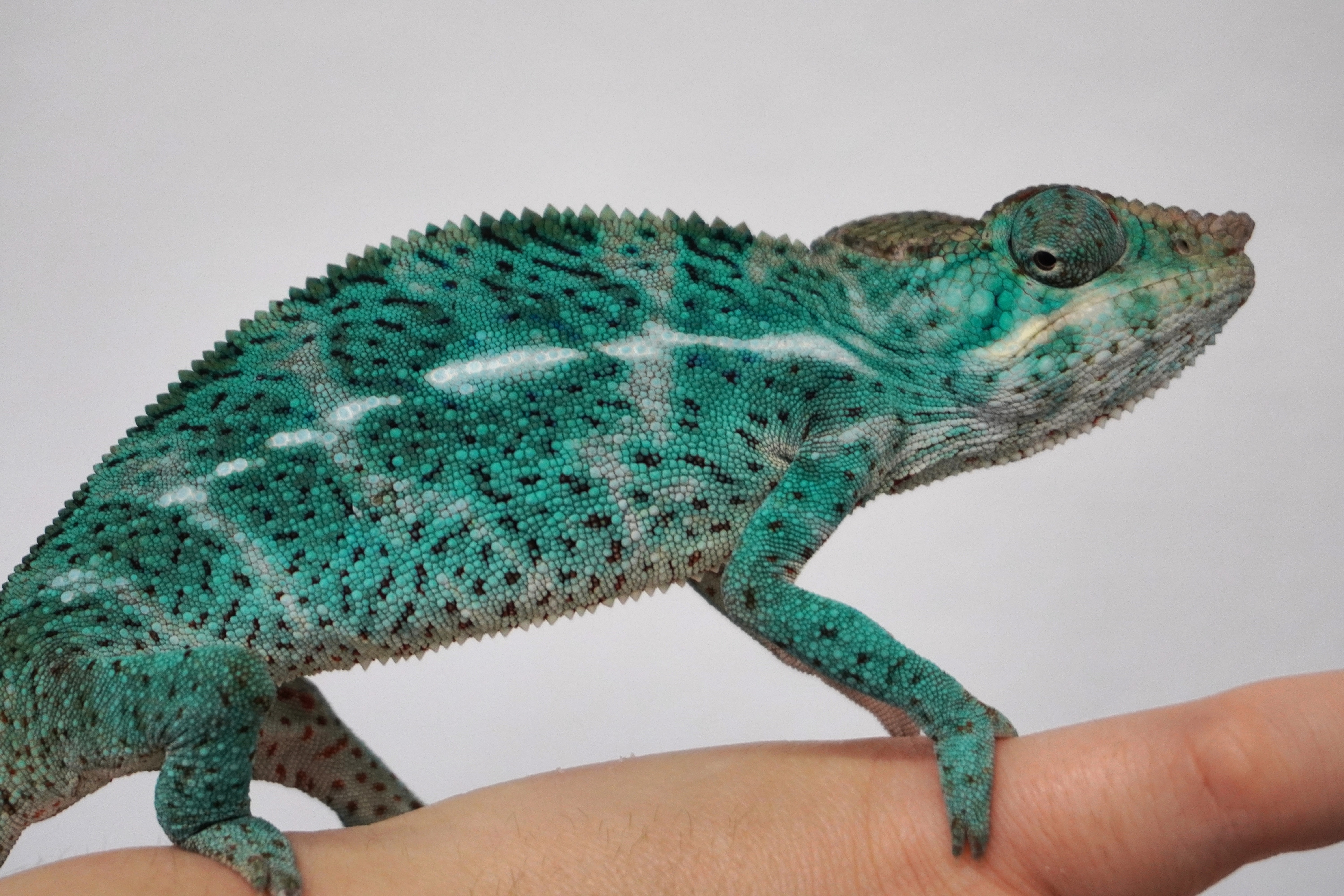 Nosy Faly I-4 - ÚJ!