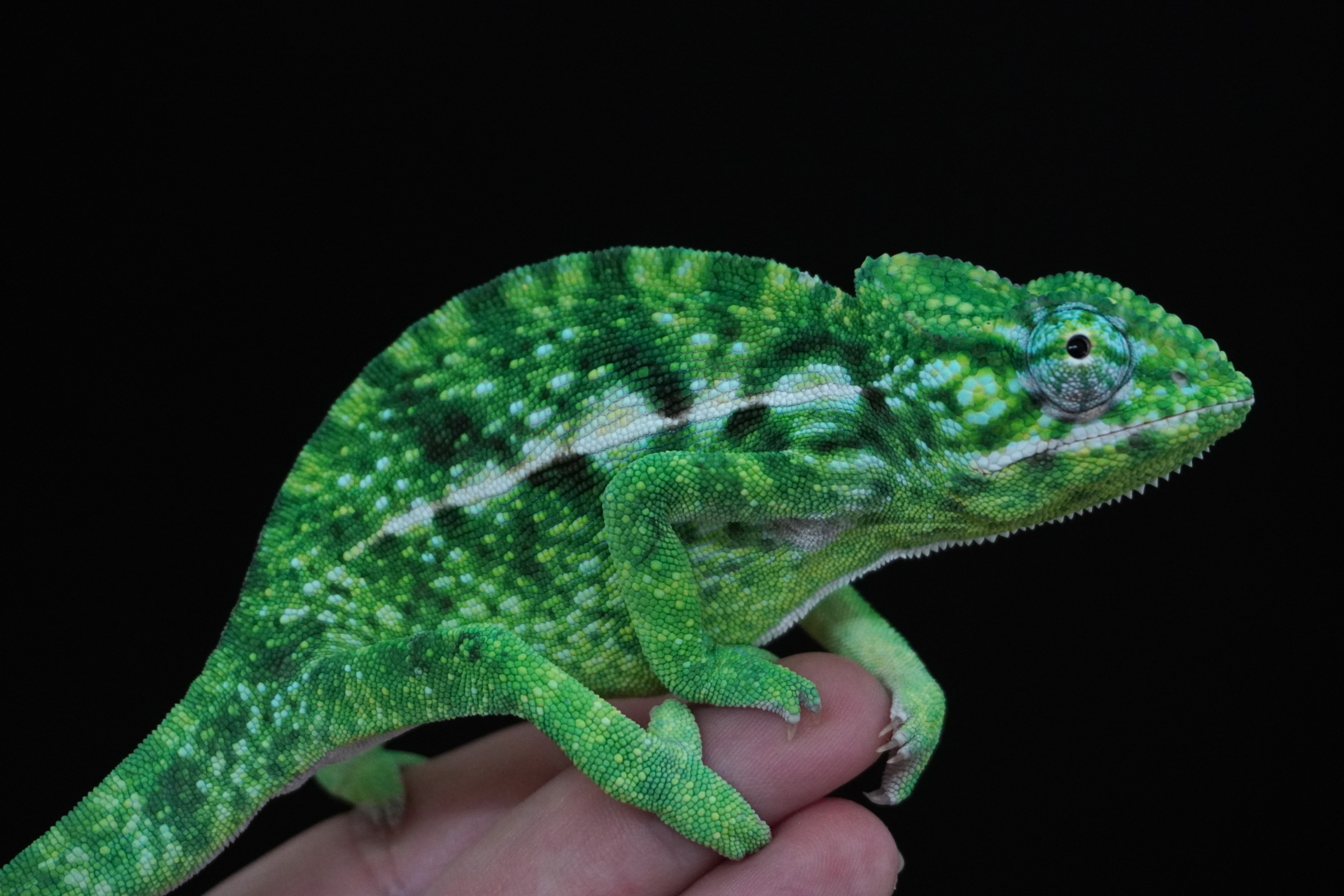 Furcifer viridis hím K19 - ÚJ!