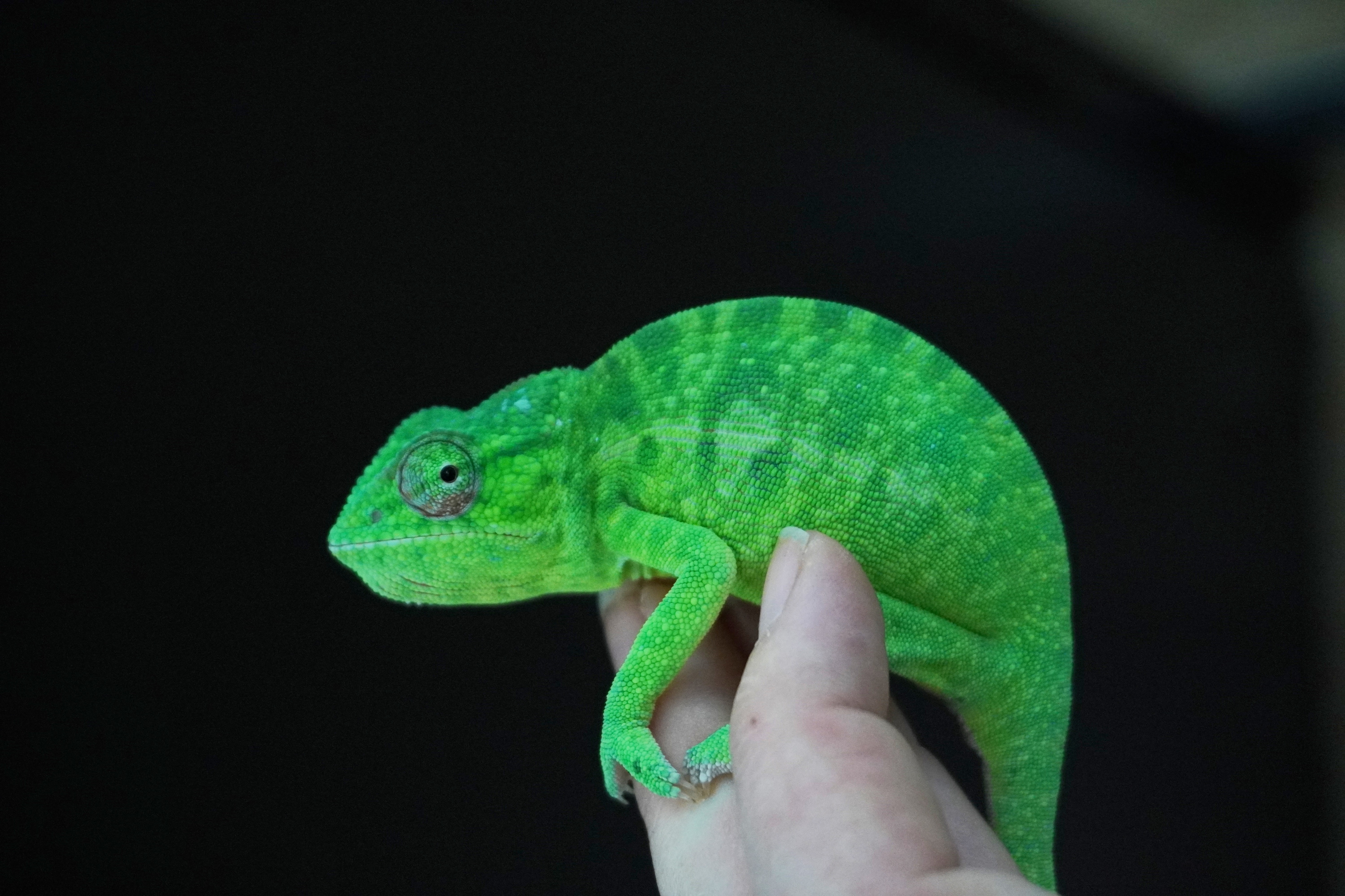 Furcifer viridis nőstény K20 - ÚJ!