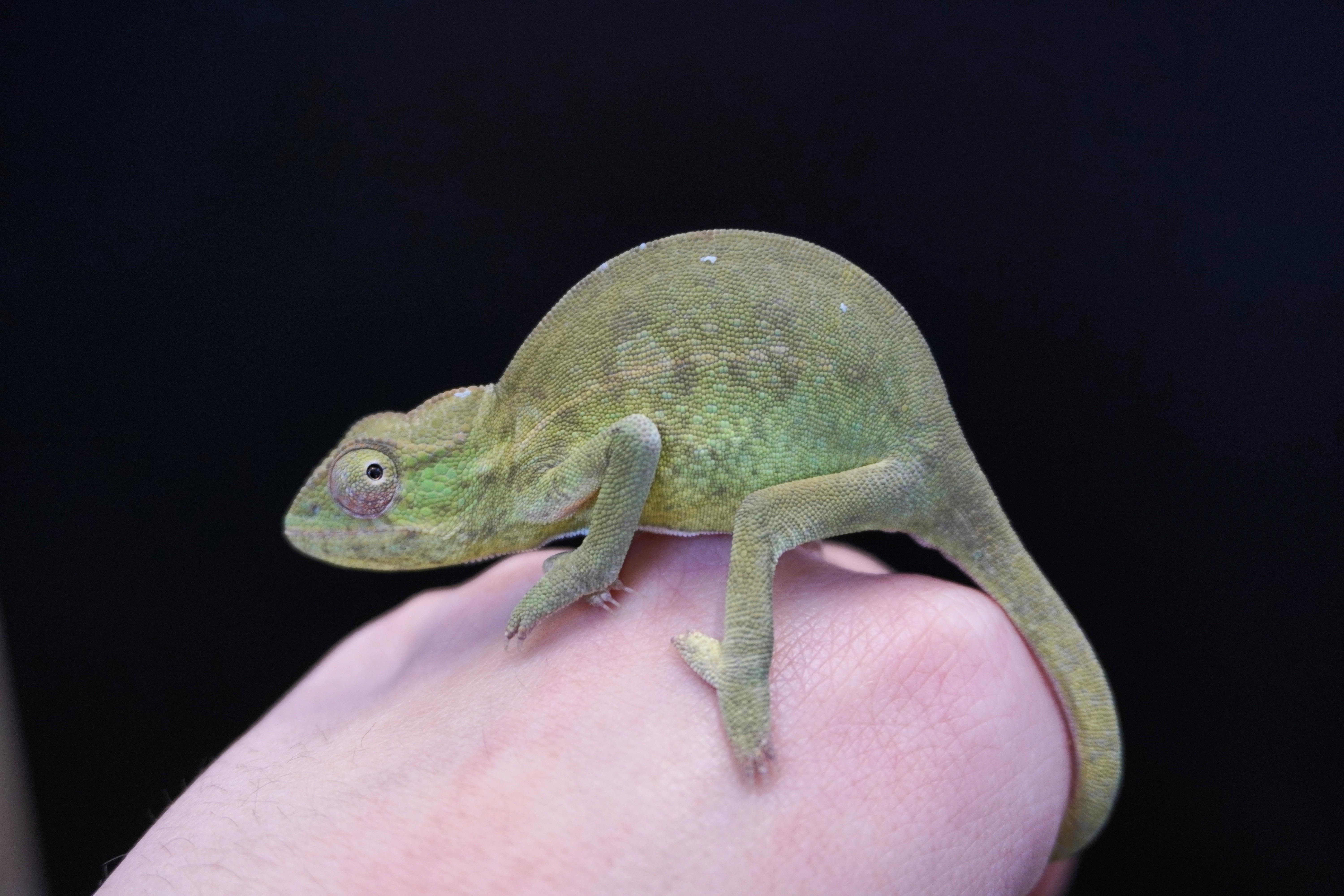 Furcifer viridis nőstény K2 - ÚJ!