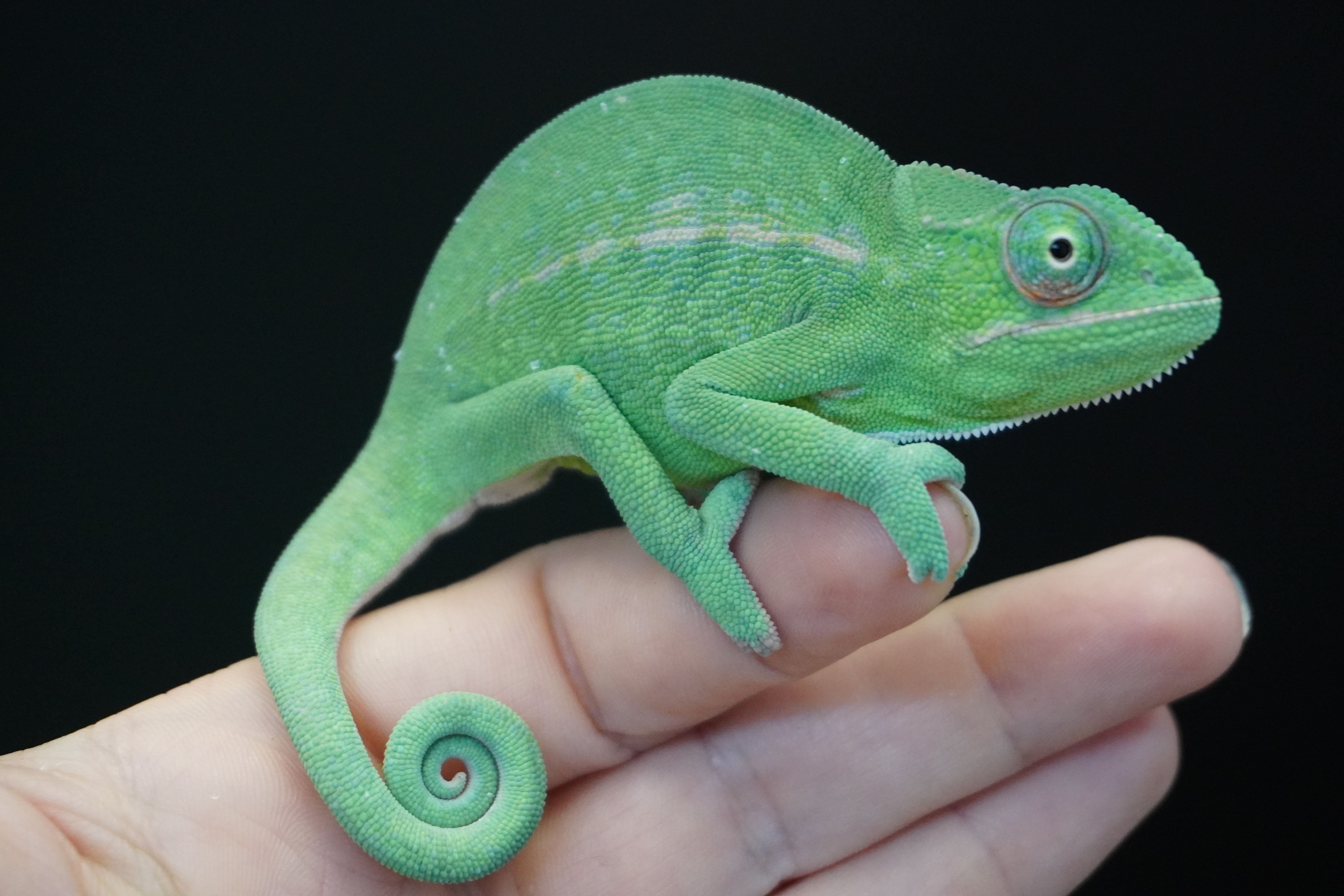 Furcifer viridis nőstény K3 - ÚJ!