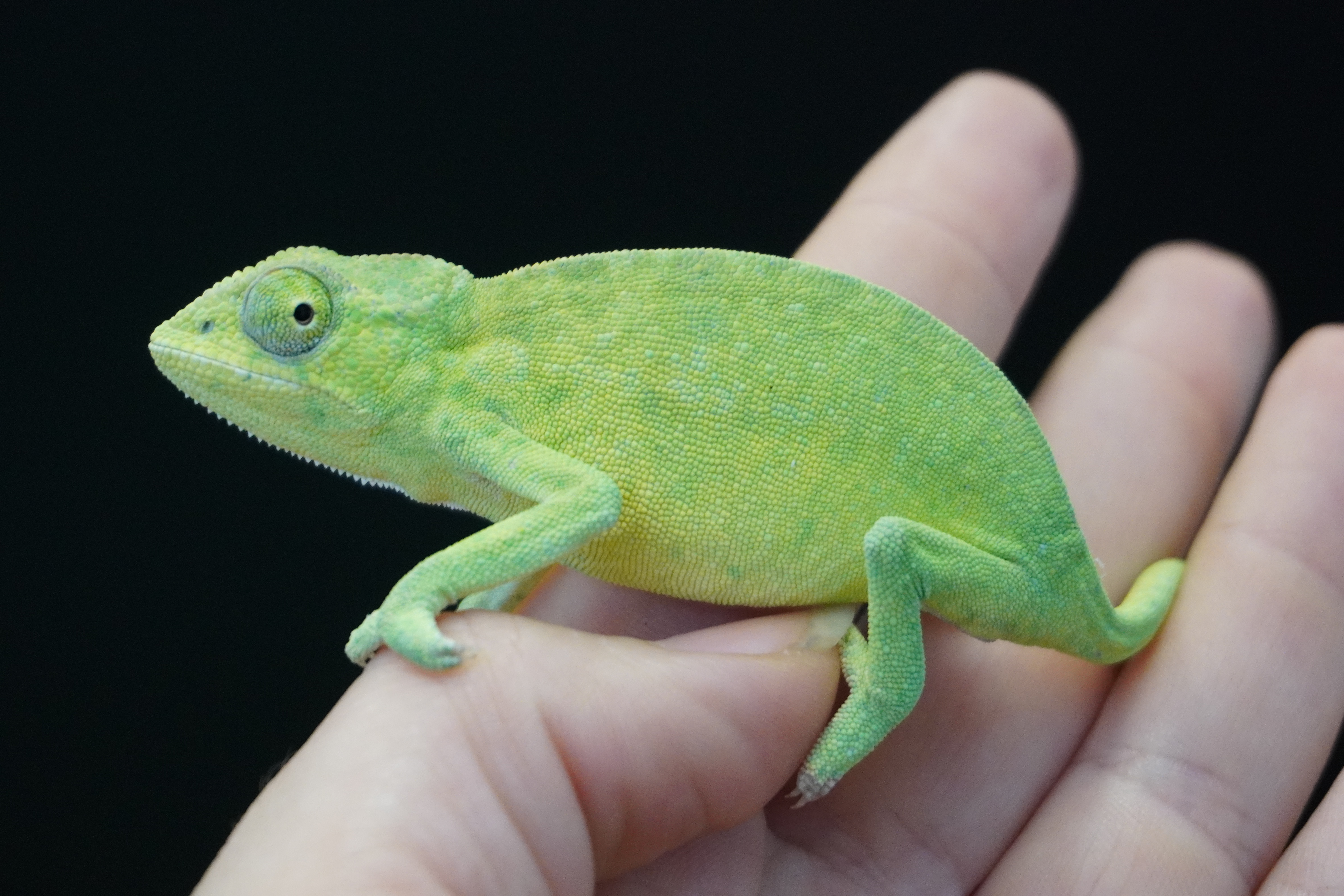 Furcifer viridis nőstény K4 - ÚJ!